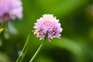 bee on a pink flower in summer