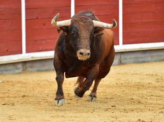 un toro español con grandes cuernos en una plaza de toros durante un espectaculo taurino
