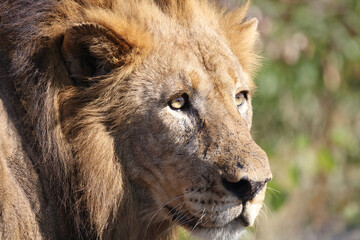 Afrikanischer Löwe / African lion / Panthera leo.