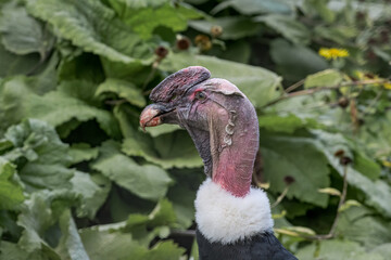 Andean Сondor (Vultur gryphus)