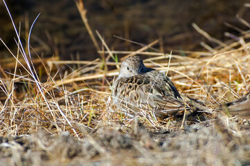 Temminck's Stint (Calidris temminckii) in Barents Sea coastal area, Russia