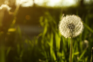 Beautiful fluffy dandelion growing outdoors, closeup. Space for text