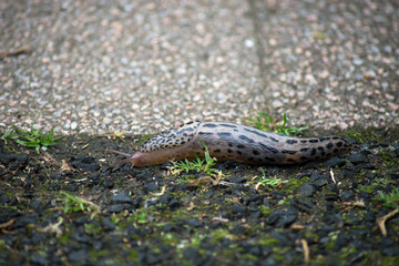 Closeup of leopard slug on the floor on top view