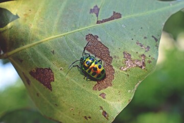 bug on a leaf