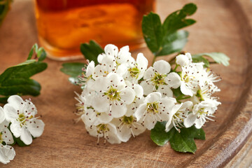 Obraz na płótnie Canvas Blooming hawthorn in spring, with a bottle of herbal tincture