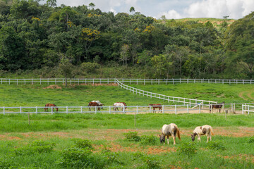 Obraz premium Cavalos pastoreando em área de propriedade rural de Guarani, Minas Gerais, Brasil