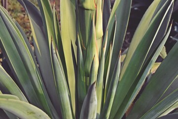 Fototapeta premium close up of aloe plant