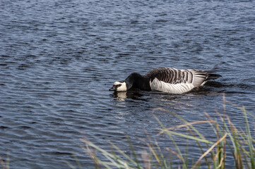 Barnacle Gooese (Branta leucopsis) in Barents Sea coastal area, Russia