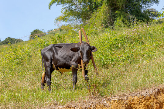 Bezerro da raça holandesa com garrote de madeira no pescoço, em propriedade rural de Guarani, Minas Gerais, Brasil