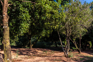 Macadamia nuts on the evergreen tree, macadamia plantation in Brazil