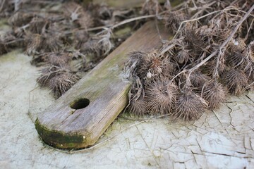 plant dry thorns with wooden handle cracks white paint texture background beauty in detail