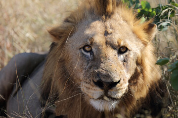 Afrikanischer Löwe / African lion / Panthera leo.