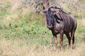 Streifengnu / Blue wildebeest / Connochaetes taurinus