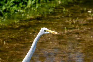 Great Egret (Egretta alba) in Malibu Lagoon, California, USA