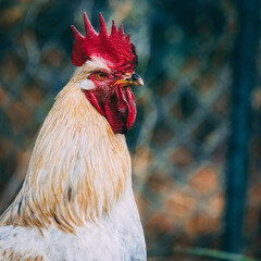Portrait cock