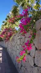 Fuchsia color bougainvillea flowers on a stone wall background
