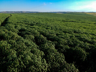 Aerial view of cassava field of a farm in Brazil