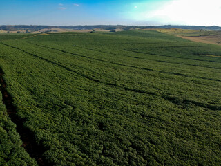 Fototapeta na wymiar Aerial view of cassava field of a farm in Brazil