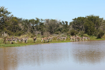 Steppenzebra / Burchell's zebra / Equus burchellii