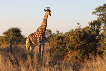 Giraffe / Giraffe / Giraffa camelopardalis.