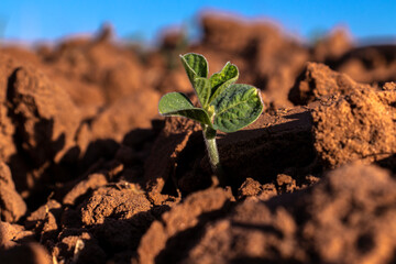 sprout of the peanut plant grows in the field of a farm in Brazil
