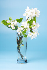 Beautiful white flowers of apple tree in vase on a blue