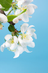 Beautiful white flowers of apple tree on a blue