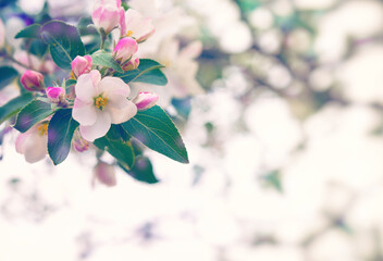 Fototapeta na wymiar Spring apple tree in bloom
