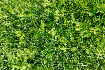 green grass texture