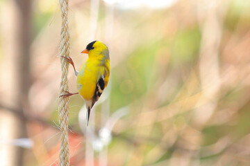 A goldfinch bird hanging from a rope.