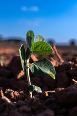 sprout of the peanut plant grows in the field of a farm in Brazil