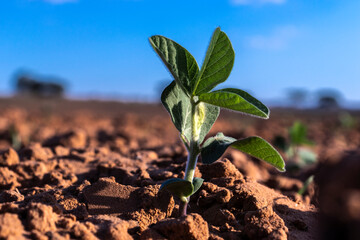 sprout of the peanut plant grows in the field of a farm in Brazil