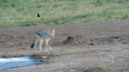 Jackal on the trot