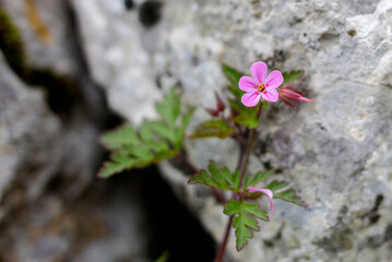 Small pink mountain flower