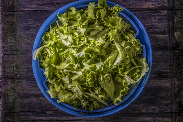 Freshly Picked Green Salad in Plastic Washing Bowl