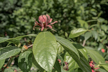 Common Sweetshrub (Calycanthus floridus) in park, Central Russia