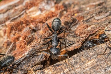 Black ants in the foreground on a tree bark