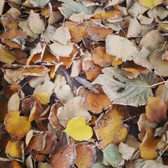 autumn leaves background