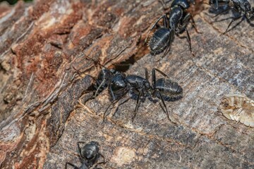Black ants in the foreground on a tree bark