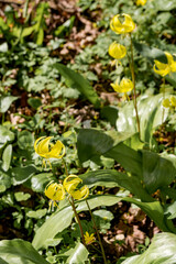Tuolumne Fawn Lily (Erythronium tuolumnense) in park, Central Russia