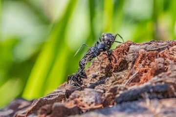 Black ants in the foreground on a tree bark