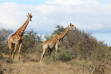 Giraffe / Giraffe / Giraffa camelopardalis