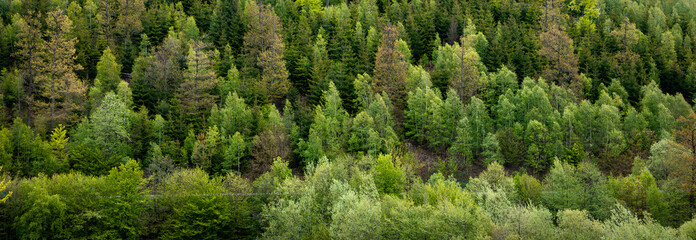 Fototapeta na wymiar Dark green forest landscape 