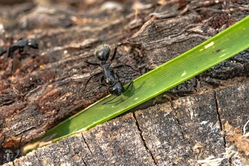 Black ant on foreground in the forest