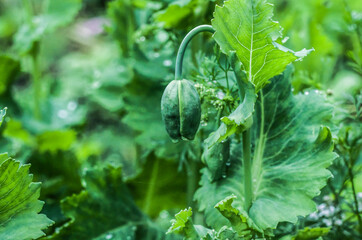 Macro dew drops on spider web. Close-up a drop of water with sparkling bokeh on green blurred background.