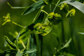 lily of the valley in the garden