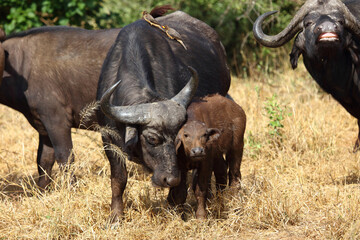 Kaffernbüffel und Gelbschnabel-Madenhacker / African buffalo and Yellow-billed oxpecker / Syncerus caffer et Buphagus africanus..