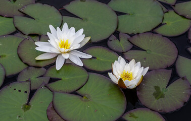 Flowering water lilies