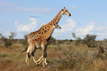 Giraffe / Giraffe / Giraffa camelopardalis.
