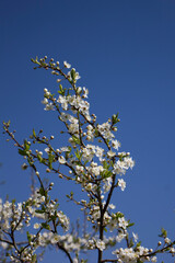 blooming cherry plum against the background of a bright blue spring sky. White flowers on a branch. Prunus cerasifera. Clouds.